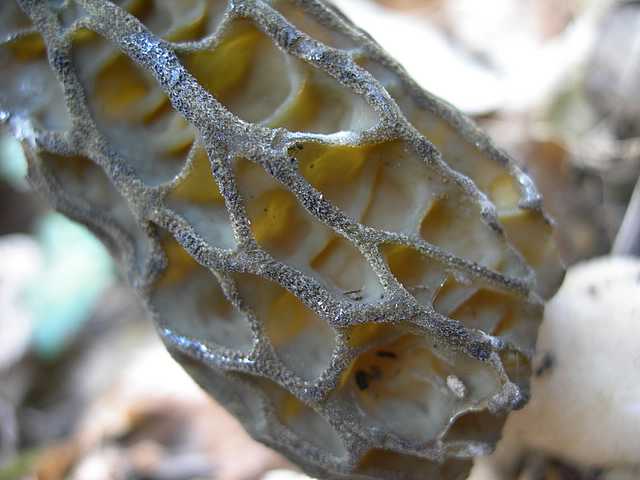 Funghi e vegetazione invasiva
